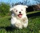 Maltese Puppies for sale in Indianapolis, IN, USA. price: $450