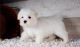 Maltese Puppies for sale in Long Beach, CA 90745, USA. price: $400