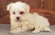 Maltese Puppies for sale in Seattle, WA 98108, USA. price: $500