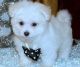 Maltese Puppies for sale in Las Cruces, NM, USA. price: NA