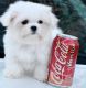 Maltese Puppies for sale in Indianapolis, IN 46218, USA. price: $500