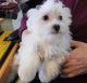 Maltese Puppies for sale in Louisville, KY, USA. price: $500