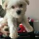 Maltese Puppies for sale in Vancouver, BC, Canada. price: NA