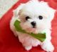 Maltese Puppies for sale in Omaha, NE, USA. price: NA