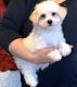 Maltese Puppies for sale in Hartford, CT 06104, USA. price: NA