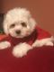 Maltese Puppies for sale in Merrillville, IN, USA. price: NA