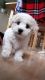 Maltese Puppies for sale in Corona, CA, USA. price: NA