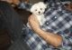 Maltese Puppies for sale in Marion, NC 28752, USA. price: $1,250