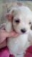 Maltese Puppies for sale in Irvington, KY 40146, USA. price: NA