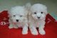 Maltese Puppies for sale in N Los Angeles St, Los Angeles, CA 90012, USA. price: NA