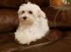 Maltese Puppies for sale in Portland, OR 97236, USA. price: NA