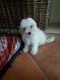 Maltese Puppies for sale in North Myrtle Beach, SC, USA. price: NA