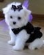 Maltese Puppies for sale in Lexington, KY, USA. price: NA