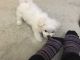 Maltese Puppies for sale in 13991 US-41, Tracy City, TN 37387, USA. price: $500