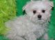 Maltese Puppies for sale in Portland, ME 04103, USA. price: $500