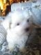 Maltese Puppies for sale in Wilkesboro, NC, USA. price: $800
