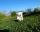Maltese Puppies for sale in Boston, MA, USA. price: $400