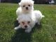 Maltese Puppies for sale in 120 Glenwood St, Jackson, WY 83001, USA. price: NA