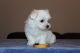 Maltese Puppies for sale in Valley View Blvd NW, Roanoke, VA, USA. price: NA