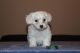 Maltese Puppies for sale in NJ-17, North Arlington, NJ, USA. price: NA