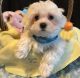 Maltese Puppies for sale in Seattle, WA, USA. price: $400