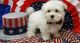 Maltese Puppies for sale in Longview, TX, USA. price: NA