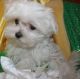 Maltese Puppies for sale in Richmond, VA, USA. price: $400