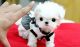 Maltese Puppies for sale in Charlestown, RI, USA. price: $650