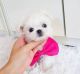 Maltese Puppies for sale in Caldwell, ID 83605, USA. price: NA