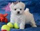 Maltese Puppies for sale in Guernsey, WY, USA. price: $650