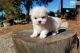 Maltese Puppies for sale in Glendale, AZ, USA. price: NA