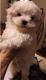 Maltese Puppies for sale in Flint, MI, USA. price: NA