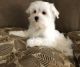Maltese Puppies for sale in Denver, CO 80281, USA. price: NA