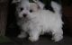 Maltese Puppies for sale in Macomb, MI 48042, USA. price: NA