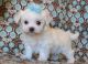 Maltese Puppies for sale in Alabaster, AL, USA. price: NA