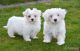 Maltese Puppies for sale in Ashburnham, MA, USA. price: NA