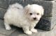 Maltese Puppies for sale in Newark, NJ 07107, USA. price: $500