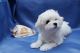 Maltese Puppies for sale in NJ-38, Mt Holly, NJ, USA. price: NA