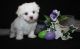 Maltese Puppies for sale in Columbia, SC, USA. price: NA