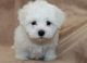 Maltese Puppies for sale in Spartanburg, SC, USA. price: $600