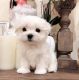 Maltese Puppies for sale in Louisville, KY 40210, USA. price: $650