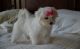 Maltese Puppies for sale in Bronx, NY, USA. price: $500