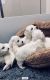 Maltese Puppies for sale in North Beach Boulevard, North Myrtle Beach, SC 29582, USA. price: $500