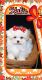 Maltese Puppies for sale in Cypress, TX, USA. price: NA