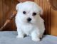 Maltese Puppies for sale in Raleigh, NC 27668, USA. price: NA
