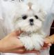 Maltese Puppies for sale in Polvadera, NM 87828, USA. price: $650