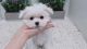 Maltese Puppies for sale in Worcester St, Framingham, MA, USA. price: $600