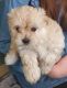 Maltese Puppies for sale in Columbia, SC 29201, USA. price: $350
