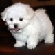 Maltese Puppies for sale in Eugene, OR, USA. price: $500