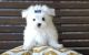 Maltese Puppies for sale in Corpus Christi, TX, USA. price: NA